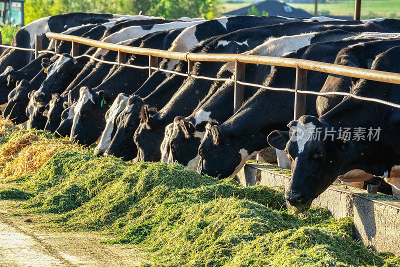 在犹他州农村的一个奶牛场，给一群奶牛喂食的时间