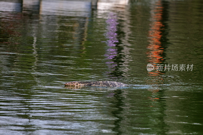 游泳水监测