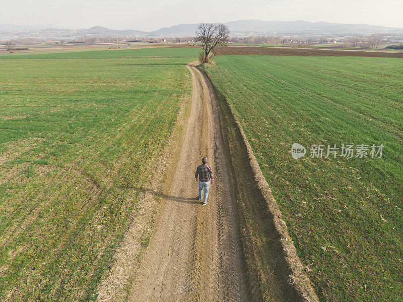 英俊的成年农民走在土路上穿过他的小麦苗田在早春。鸟瞰图。