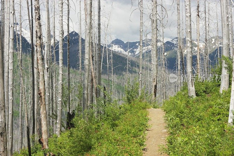 徒步旅行小径荒野山林