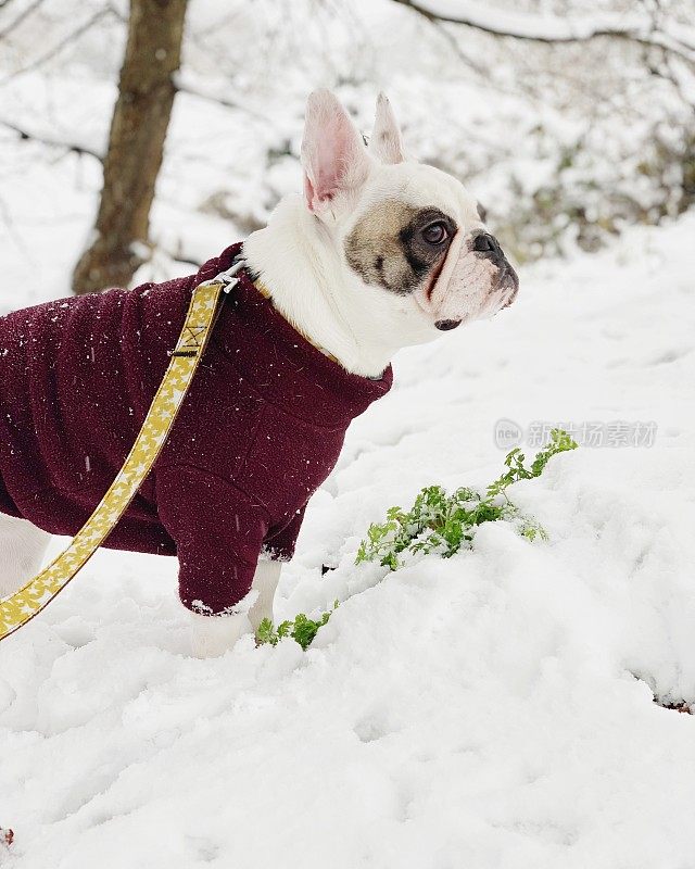 在一个下雪天遛法国斗牛犬，英国