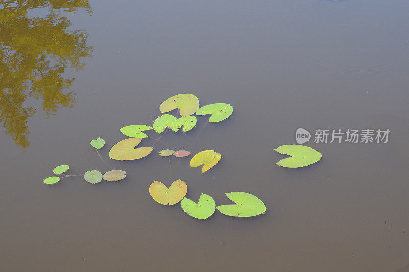 漂浮在浑浊湖面上的睡莲花瓣