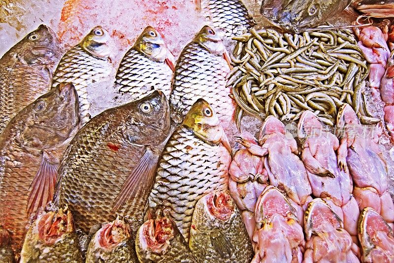 新鲜的鱼和青蛙在曼谷的鱼市场。