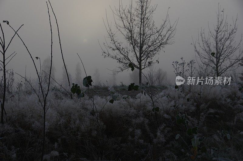 雾气笼罩着乡村