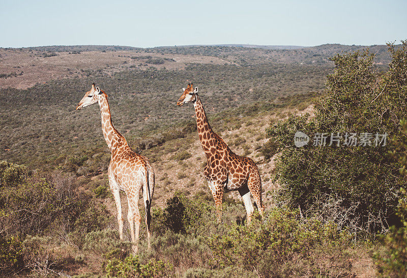 长颈鹿的家庭