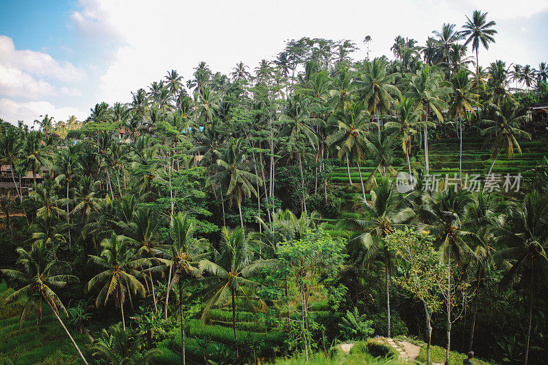 印度尼西亚巴厘岛乌布附近的梯田