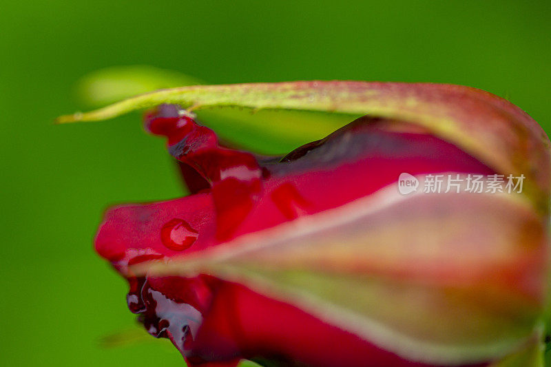 红玫瑰花蕾带着雨滴