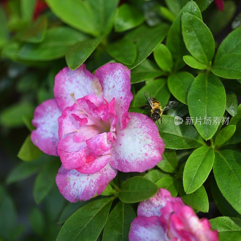 蜜蜂从花中采集花蜜