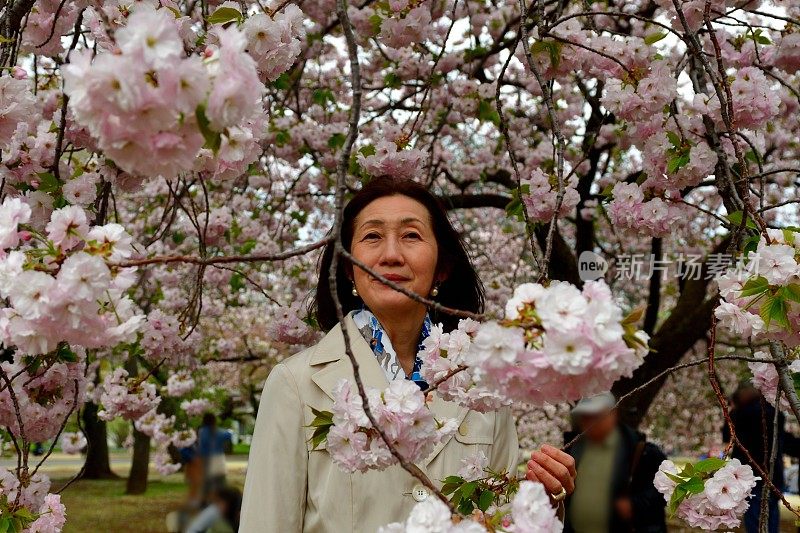 日本女子在东京赏樱花