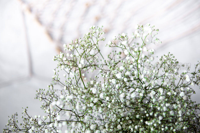 近距离观察孤立在白色背景和拷贝空间上的白色gypsophila花