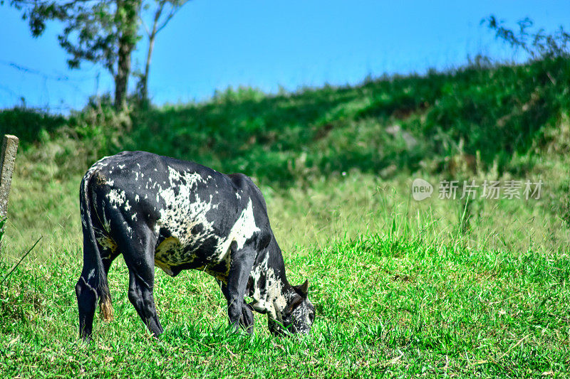 奶牛在山上吃草