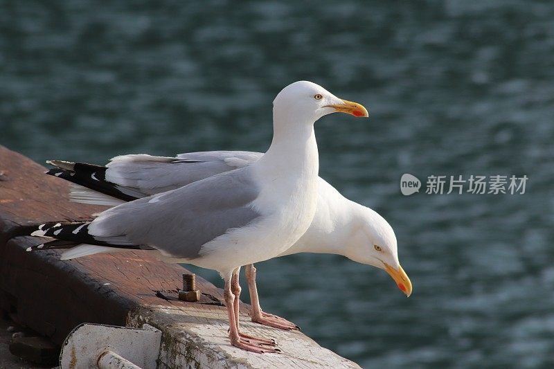 两只海鸥在港口的码头边