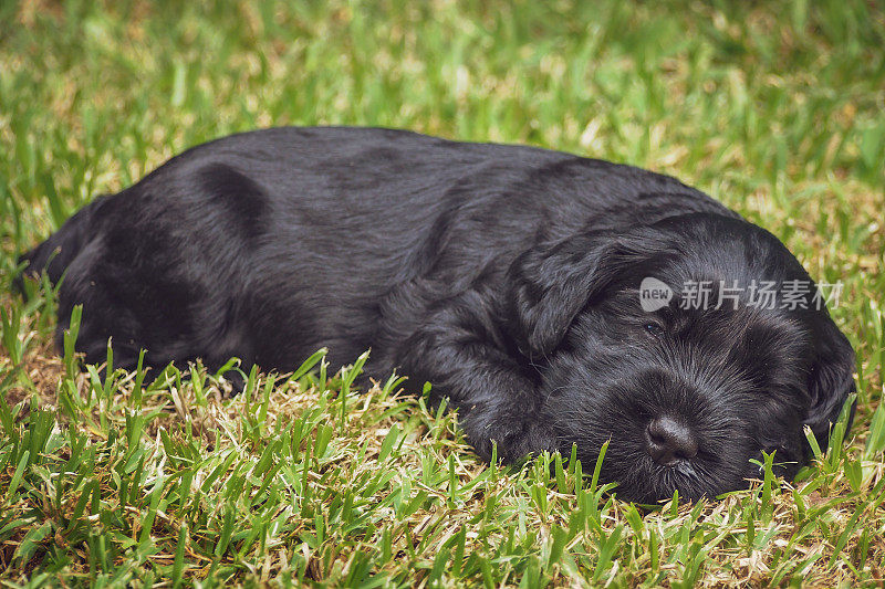 新生的澳大利亚拉布拉多犬在草地上打盹