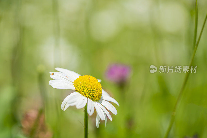 白花草的草地侧视图。