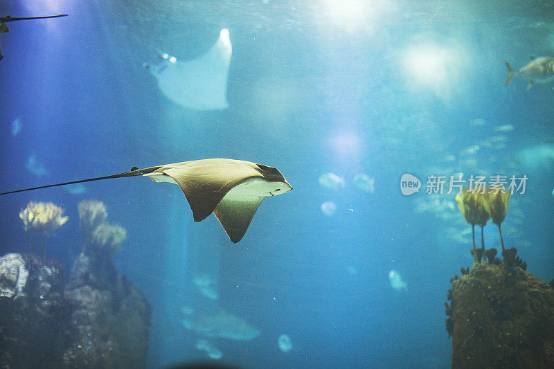 里斯本水族馆里的鱼