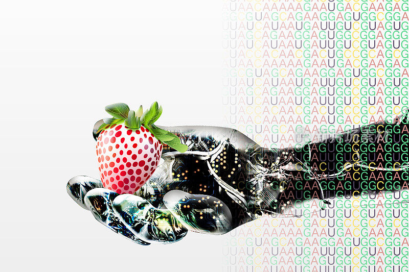 半机械人手里拿着转基因的红白草莓。背景是信使rna的基码。