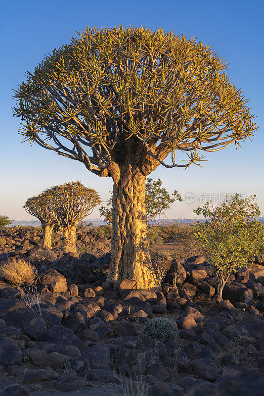 结实的箭袋树在日落在箭袋树森林，南纳米比亚