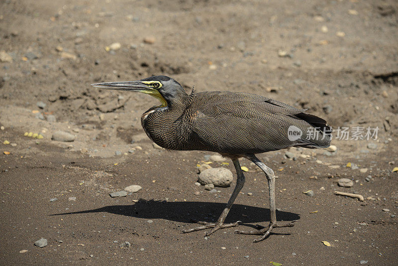 Bare-throated老虎鹭