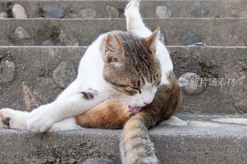 流浪猫在街上休息