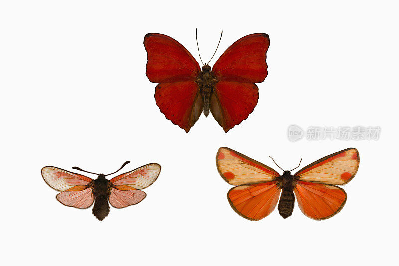 红蝴蝶和飞蛾