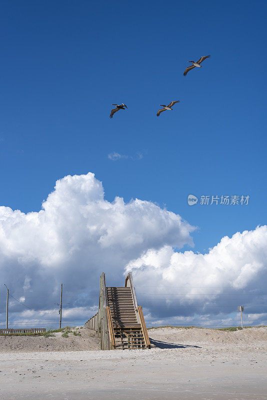 鹈鹕在北托波赛尔海滩上空飞翔，北卡罗来纳州