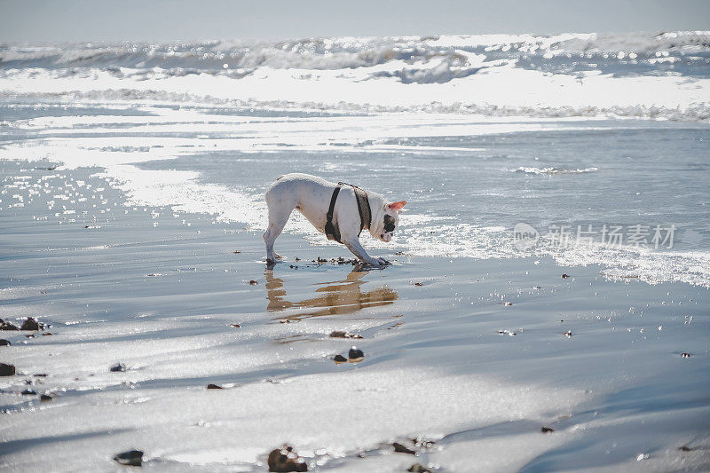 海滩上的狗。一只法国斗牛犬在英国怀特岛的海滩上玩耍