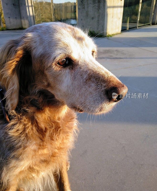 老布列塔尼西班牙猎犬头。