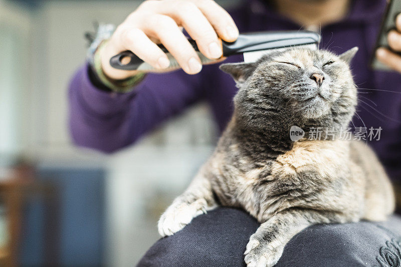 一名男子用梳子照顾他的猫