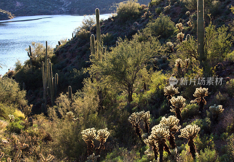 亚利桑那州萨瓜罗湖沙漠风景区