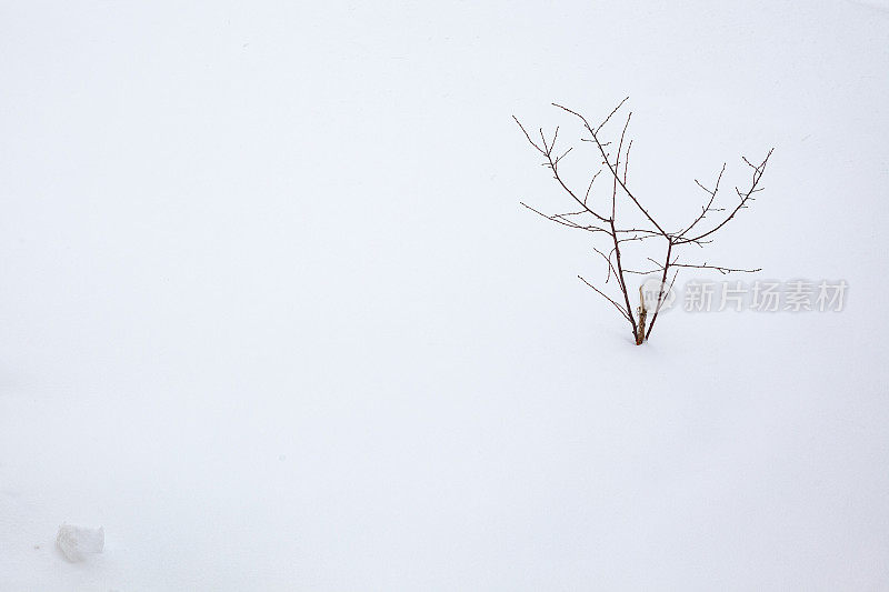 雪中的枯树