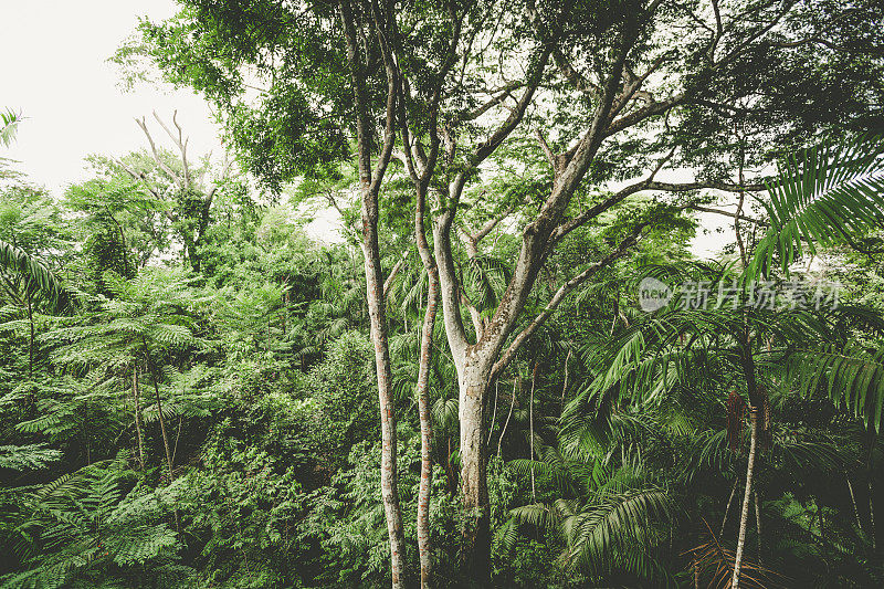 热带雨林树背景，巴拿马