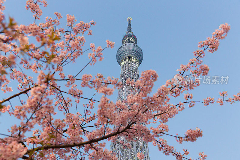 东京天空树和樱花在日本