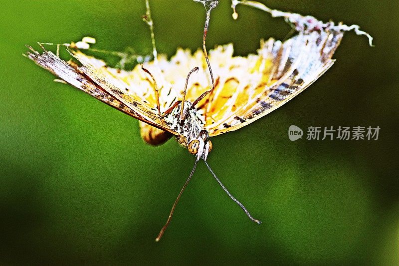 挂着撕裂翅膀的蝴蝶。