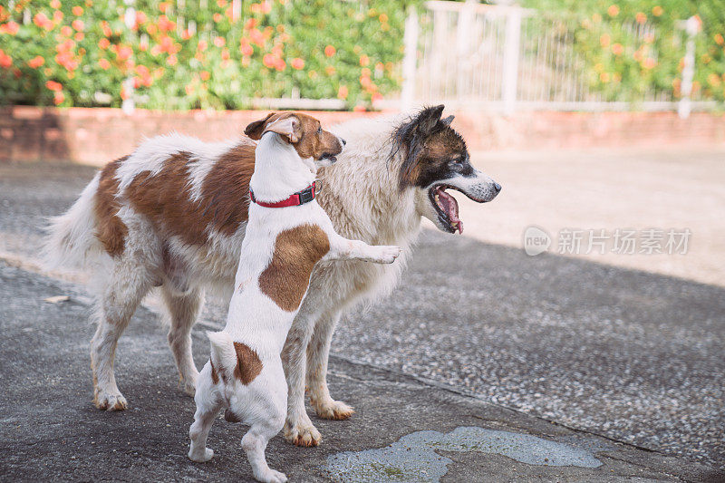 年轻顽皮的狗咆哮散步和玩好玩的杰克罗素梗宠物和侵略性的曼谷狗在室外花园在房子