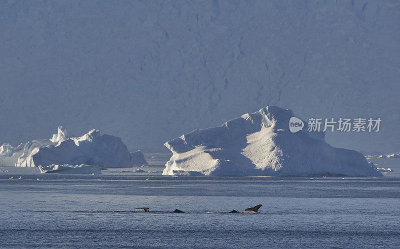 野生座头鲸在壮观的风景南极半岛在大南大洋