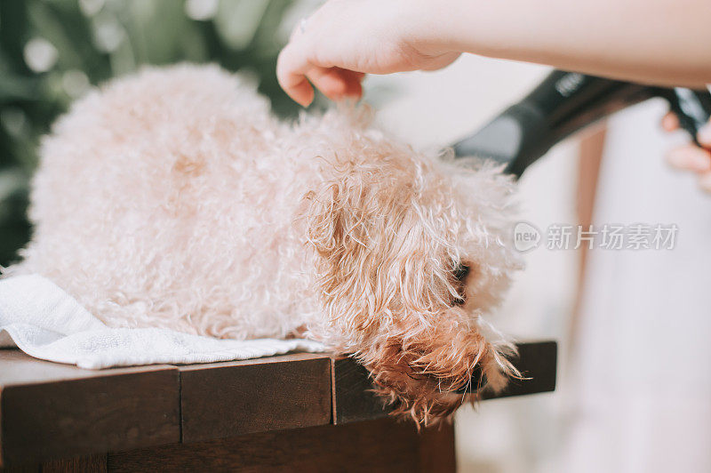 一名亚裔华人女性在她的阳台上为一只棕色的玩具贵宾犬梳洗和吹干