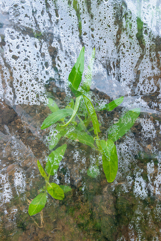 春季在温室里浇菠菜田树苗