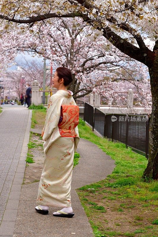 穿着和服的日本妇女在京都欣赏樱花