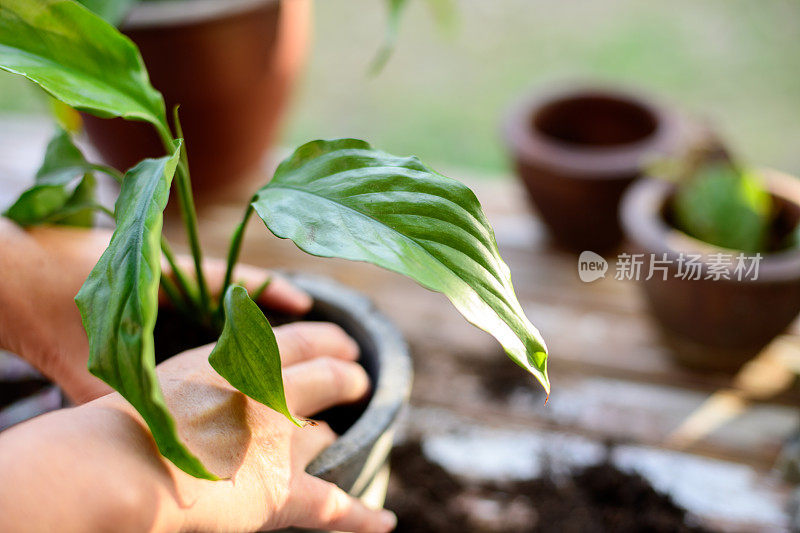 新栽的盆栽周围的土壤夯实了