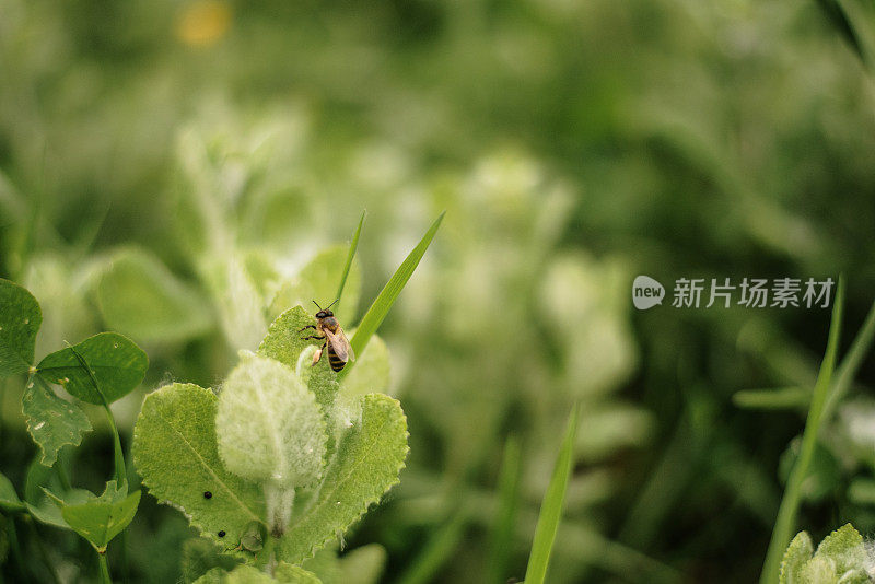 背景是绿色植物和一只蜜蜂