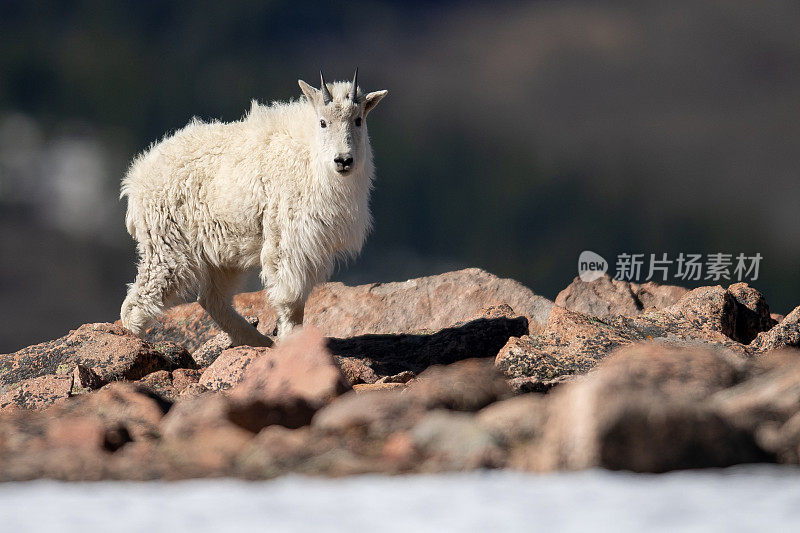 科罗拉多州的山羊