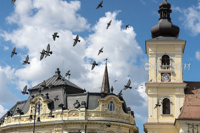 飞翔的鸽子在多云的蓝色天空中飞过西比乌中心的建筑物顶部，罗马尼亚