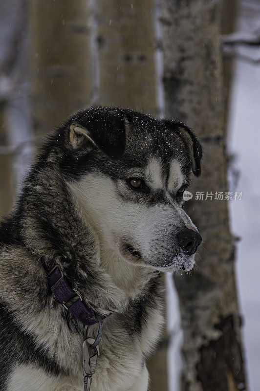 阿拉斯加怀斯曼的雪橇狗。