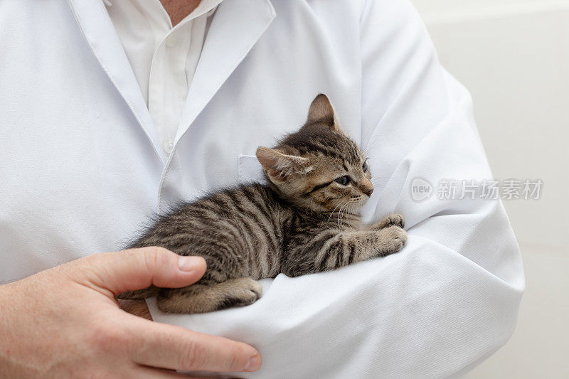 兽医抱着一只小猫