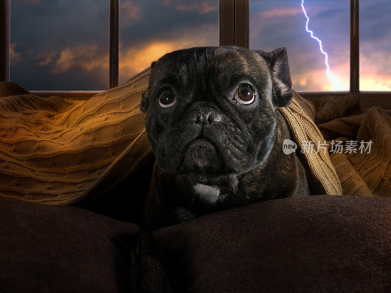 这只狗害怕雷雨。牛头狗躲在毯子下面
