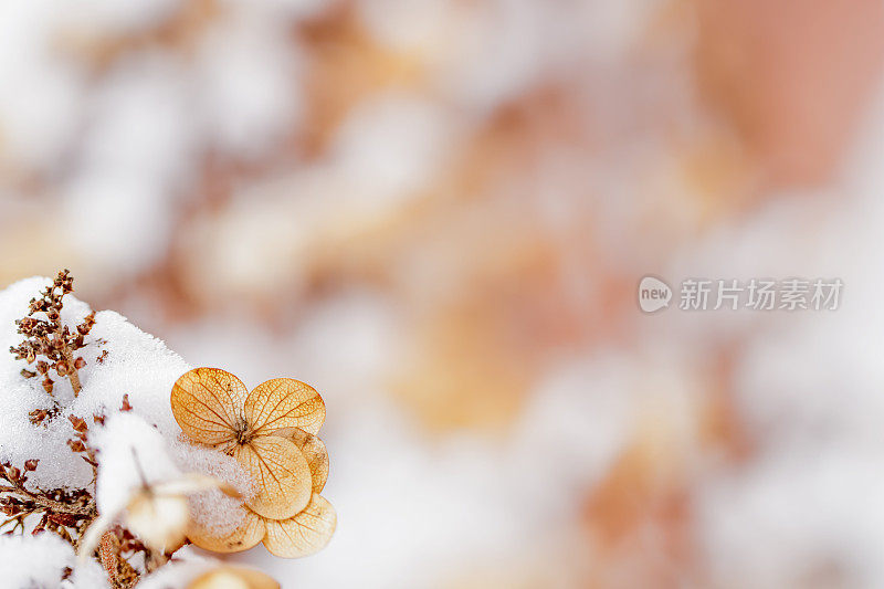 花下的雪