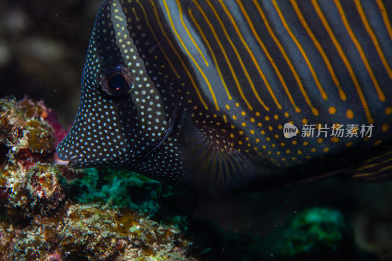 热带鱼，海洋生物，