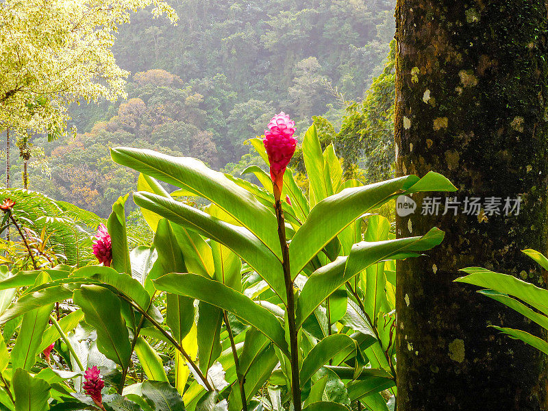 马提尼克岛的热带花朵