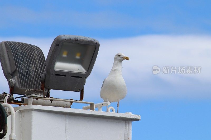 海鸥和聚光灯