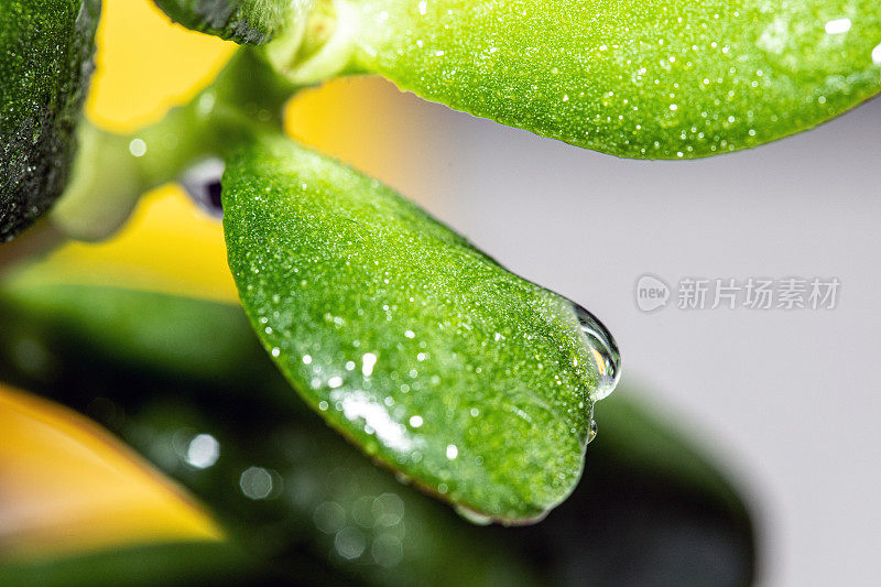 雨滴落在花的叶子上